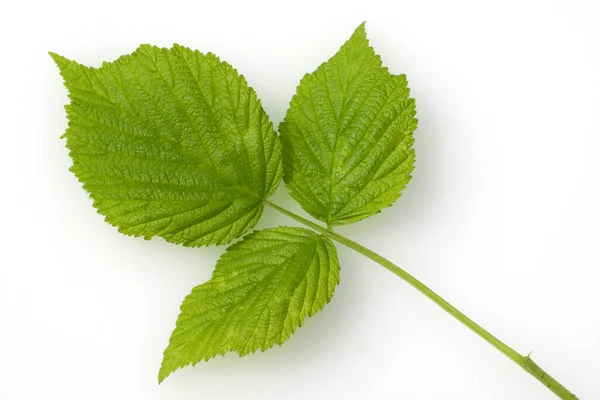 Πράσινα Φύλλα Φυτού Λευκό Φόντο — Φωτογραφία Αρχείου