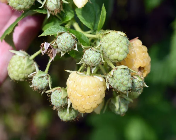 Himbeere Gelbe Elida Golden Evereste Rubus Idaeus — Φωτογραφία Αρχείου