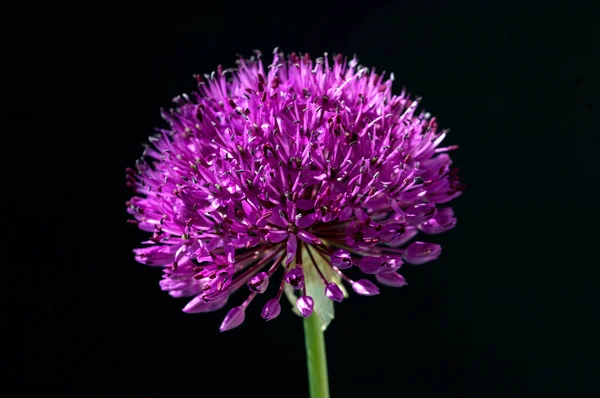 Riesenlauch Globo Mestre Allium Giganteum — Fotografia de Stock