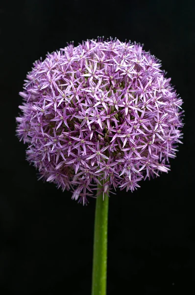 Hermosa Flor Púrpura Jardín — Foto de Stock