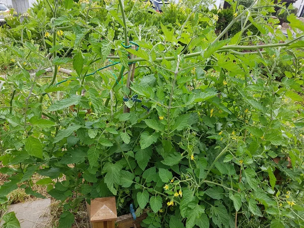 Las Hojas Verdes Del Arbusto Fresa — Foto de Stock