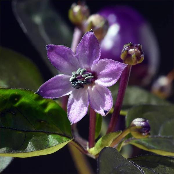 Topfchile Chili Lila Luzi Bluete Kraeuter Herichpflanze — ストック写真