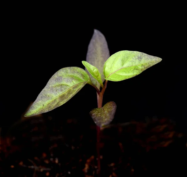 Topfchili Chili Lila Luzi Bluete Kraeuter Heilpflanze — Foto Stock