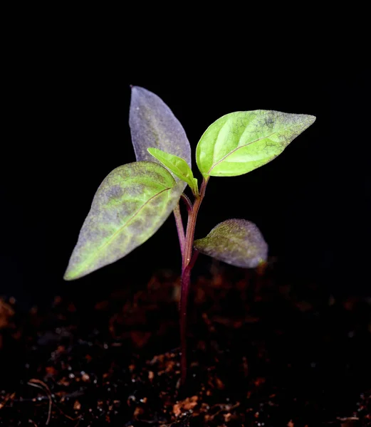 Topfchili Chili Lila Luzi Bluete Kraeuter Heilpflanze — Foto Stock