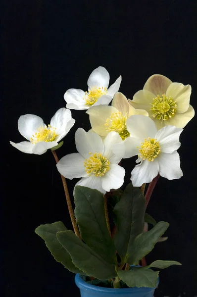 Christrose Helleborus Niger Cinnamon Snow Gartenpflanze — Stock Photo, Image