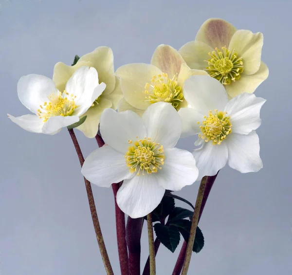 Christrose Helleborus Níger Canela Neve Gartenpflanze — Fotografia de Stock