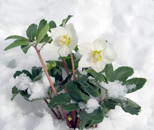 Λευκά Λουλούδια Στο Χιόνι — Φωτογραφία Αρχείου