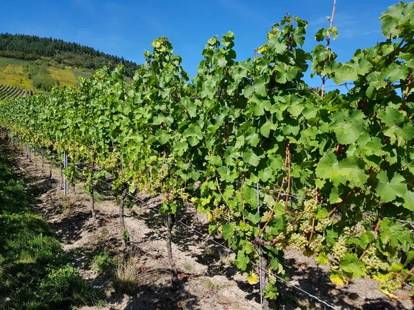 Die Rieslingrebe Ist Eine Weissweinsorte Die Hauptsaechlich Rhein Und Der — Fotografia de Stock