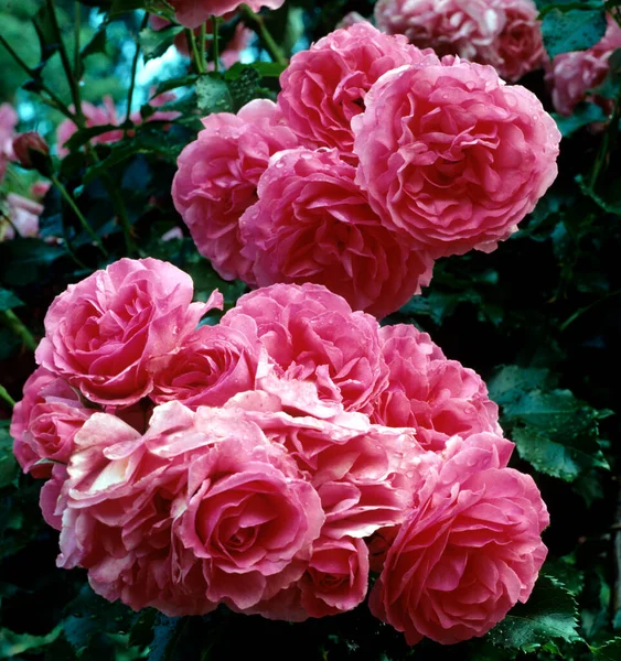 Bellissime Rose Rosa Giardino — Foto Stock