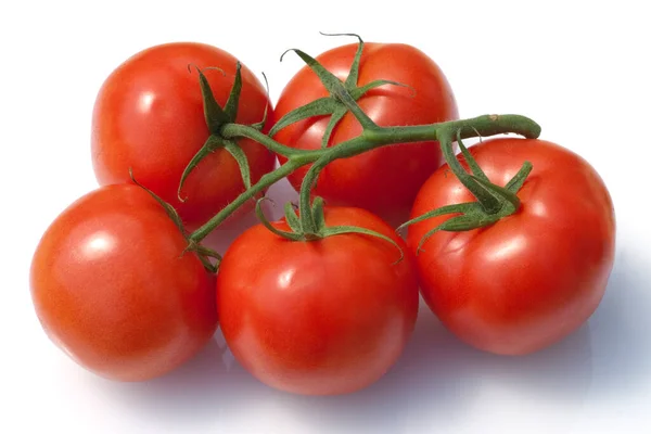 Rispen Tomaten Lycopersicon Esculentum — Φωτογραφία Αρχείου
