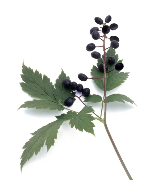 Branch Black Currant Leaves Isolated White Background — Stock Photo, Image