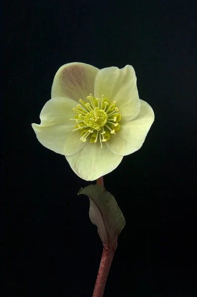 Christrose Helleborus Helleborus Ballardiae Kanel Snö — Stockfoto