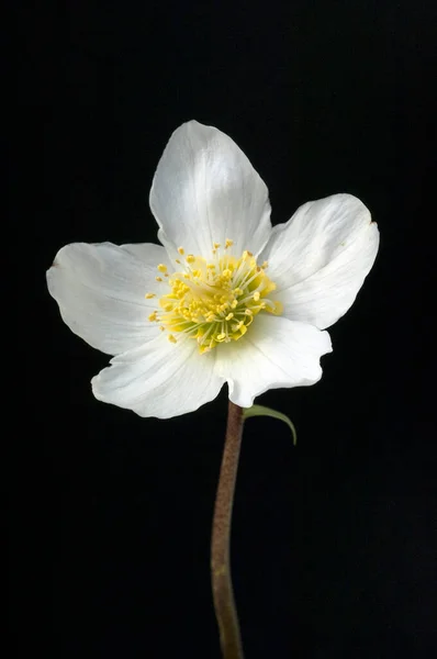 Красиві Квіти Флора Природа — стокове фото