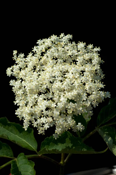 Flores Blancas Sobre Fondo Negro — Foto de Stock