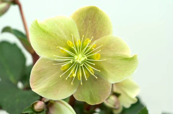 Christrose Helleborus Helleborus Ballardiae Cinnamon Snow — Stock Photo, Image