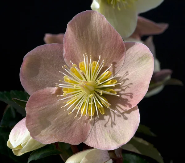 Christrose Helleborus Helleborus Ballardiae Skořice Sníh — Stock fotografie