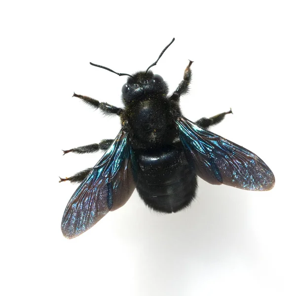 Holzbiene Xylocopa Violacea Grosse Blaue Violette Wildbienen —  Fotos de Stock