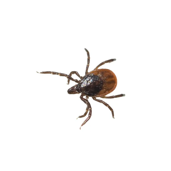 Zecke Holzbock Ixodes Ricinus — Foto de Stock