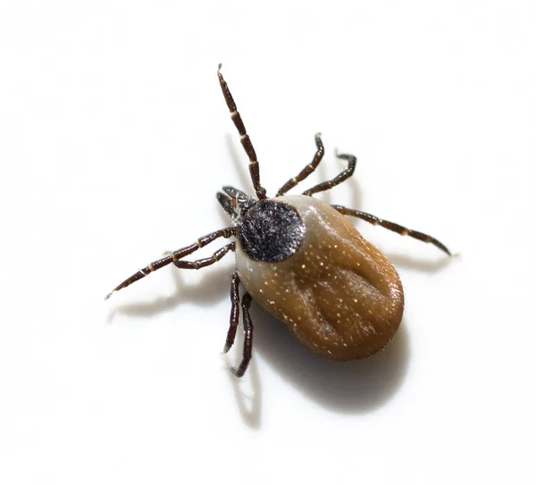 Araña Sobre Fondo Blanco — Foto de Stock