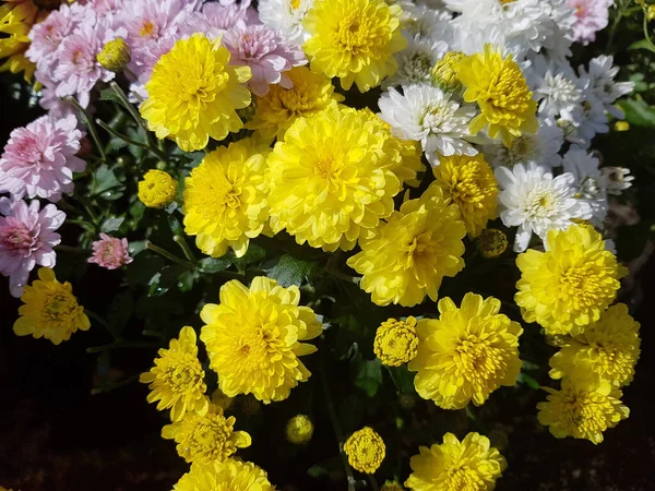 Flores Bonitas Jardim — Fotografia de Stock