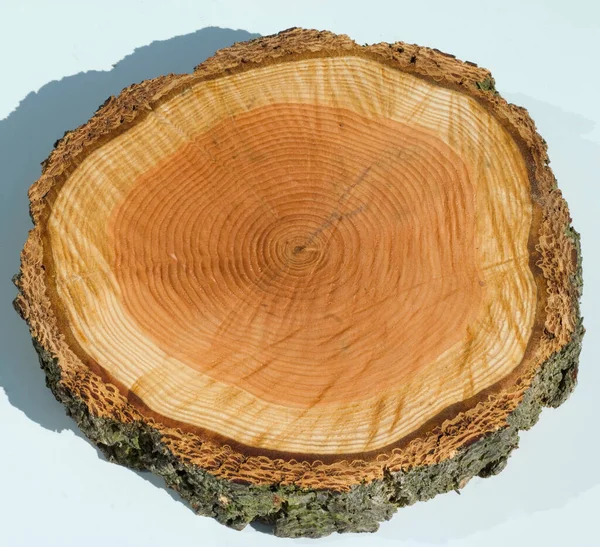 砍倒的树桩木质部 — 图库照片