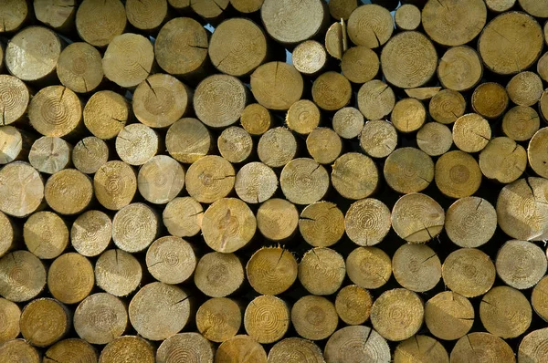 Hromada Dřevěných Klád — Stock fotografie