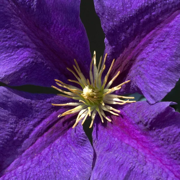 Belle Fleur Violette Dans Jardin — Photo