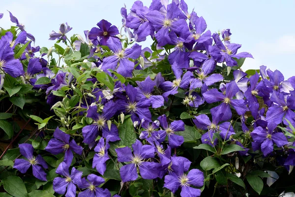Clematis Jackmanii Ist Eine Schöne Kletterpflanze Mit Blauen Blüten Sie — Stockfoto