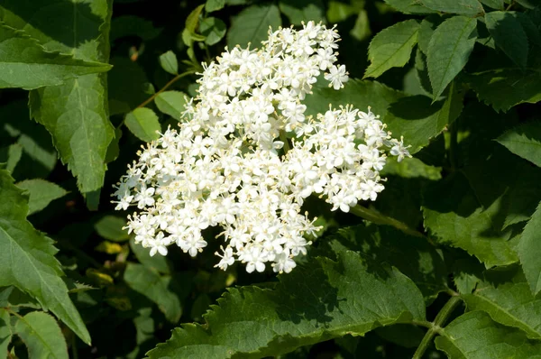 Fleurs Blanches Buisson Arbre — Photo