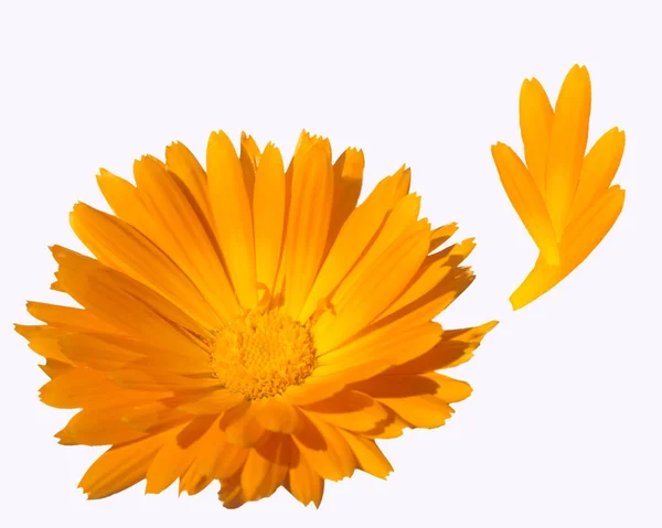 Жовта Квітка Гербери Ізольована Білому Тлі — стокове фото