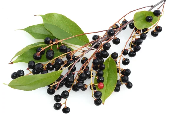 Black Currant Berries White Background — Stock Photo, Image