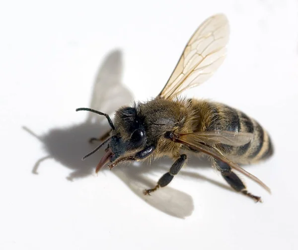 Μέλισσα Λευκό Φόντο — Φωτογραφία Αρχείου