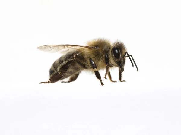 Méhecske Fehér Háttérrel — Stock Fotó