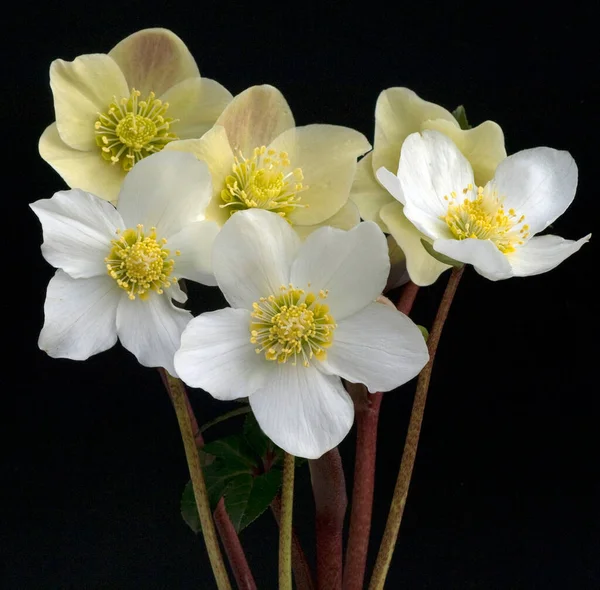 Christrose Helleborus Niger Cinnamon Snow Gartenpflanze — Stock Photo, Image