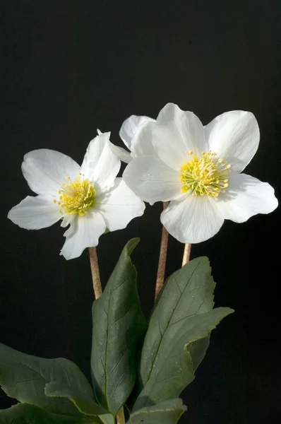 Vackra Blommor Flora Och Natur — Stockfoto