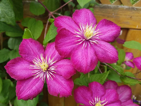 Clematis Ville Lyon Clematis Hybride — Fotografia de Stock