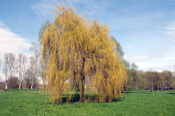 Piękny Widok Park — Zdjęcie stockowe