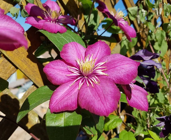 花园里美丽的花 — 图库照片