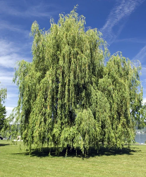 Green Trees Park — Stock Photo, Image