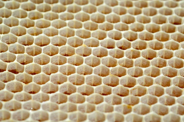 Honigwaben Waben Bienenwachs Wachs Bienenstock — Foto de Stock