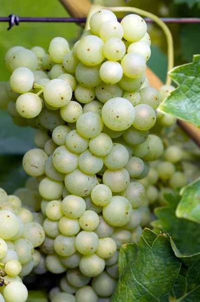 Белый Виноград Винограднике — стоковое фото