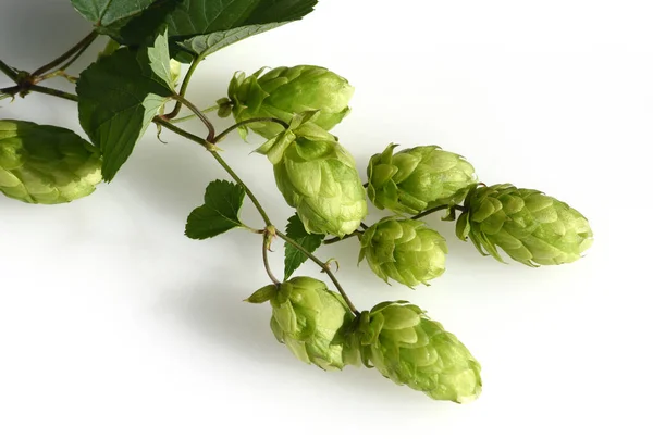 Hopfen Humulus Lupulus Ist Eine Rankpflanze Die Unter Anderem Zur — Φωτογραφία Αρχείου