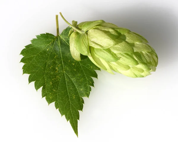 Hopfen Humulus Lupulus Ist Eine Rankpflanze Die Unter Anderem Zur — Φωτογραφία Αρχείου