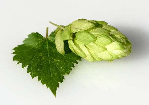 Hopfen Humulus Lupulus Ist Eine Rankpflanze Die Unter Anderem Zur — Φωτογραφία Αρχείου