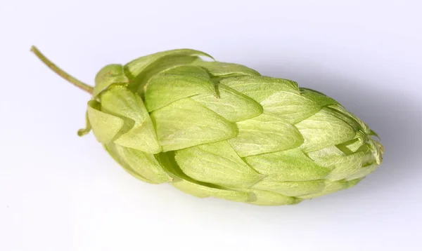 Hopfen Humulus Lupulus Ist Eine Rankpflanze Die Unter Anderem Zur — Φωτογραφία Αρχείου