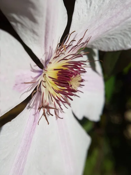 Clematis Hybride Coultre Kletterpflanze — Zdjęcie stockowe