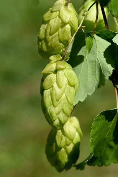 Hopfen Humulus Lupulus Ist Eine Rankpflanze Die Unter Anderem Zur — Φωτογραφία Αρχείου