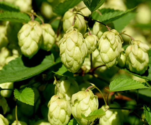 Hopfen Humulus Lupulus Ist Eine Rankpflanze Die Unter Anderem Zur — Φωτογραφία Αρχείου