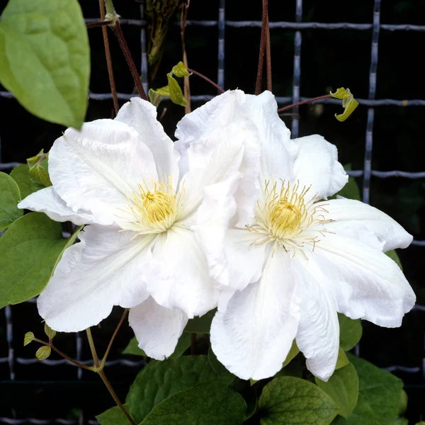 Piękne Botaniczne Ujęcie Naturalna Tapeta — Zdjęcie stockowe