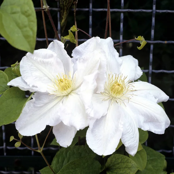 Clematis Hybride Coultre — Stock Photo, Image